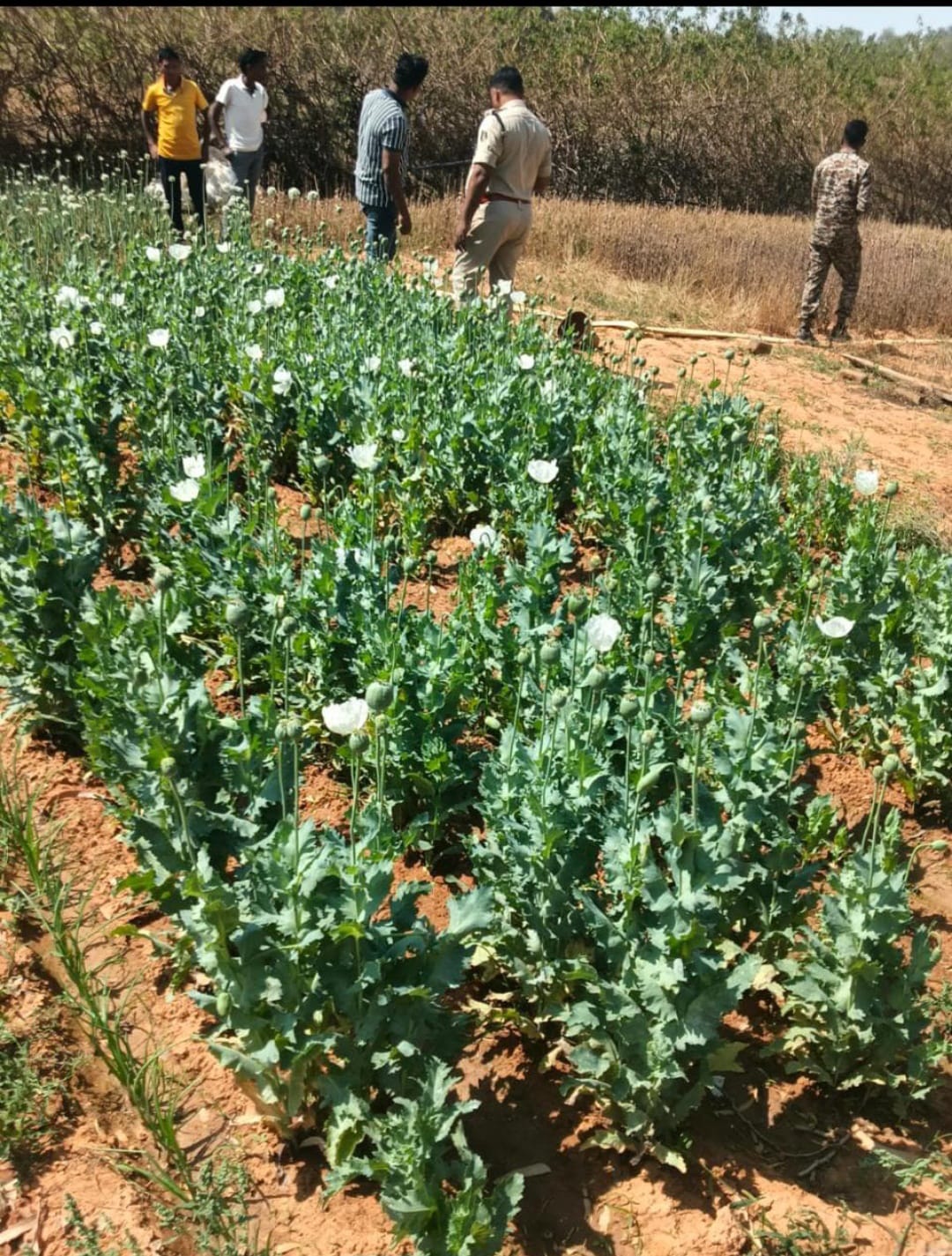 लैलूंगा के घटगांव में अफीम की खेती का भंडाफोड़!